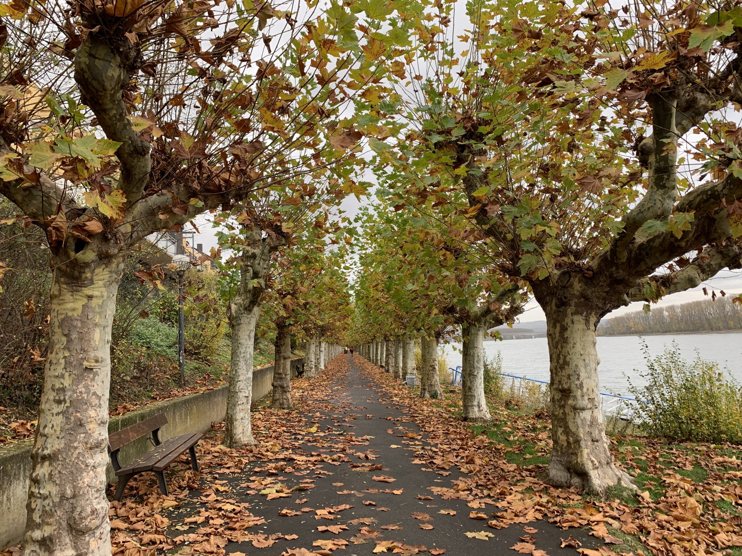 Herbstliche Zwei-Fähren-Tour am Rhein